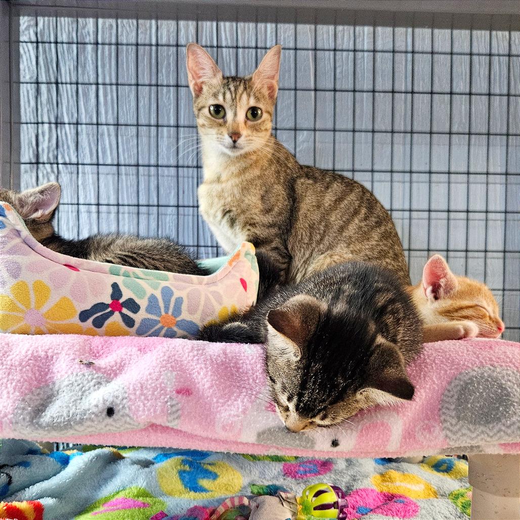 Enlarge Minestrone, a Adoptable Domestic Short Hair in Clarksville, AR image 2/6
