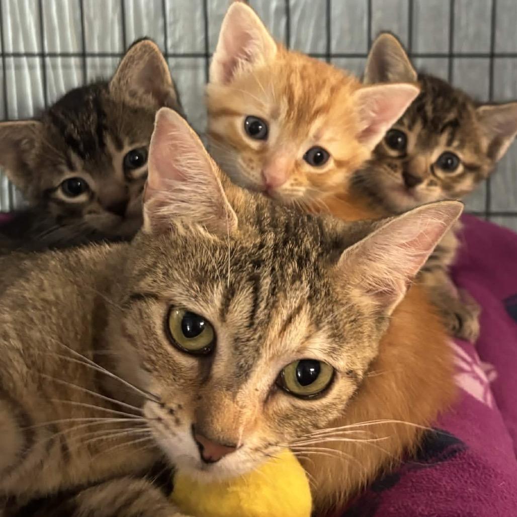 Enlarge Minestrone, a Adoptable Domestic Short Hair in Clarksville, AR image 3/6