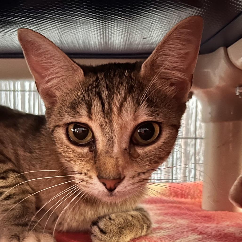 Enlarge Minestrone, a Adoptable Domestic Short Hair in Clarksville, AR image 4/6
