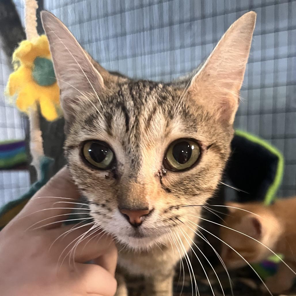 Enlarge Minestrone, a Adoptable Domestic Short Hair in Clarksville, AR image 5/6