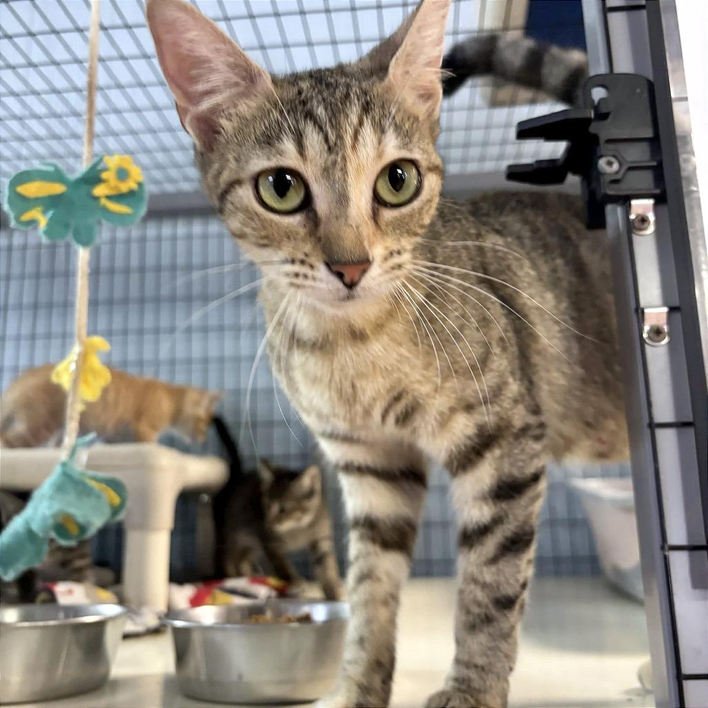 Enlarge Minestrone, a Adoptable Domestic Short Hair in Clarksville, AR image 6/6