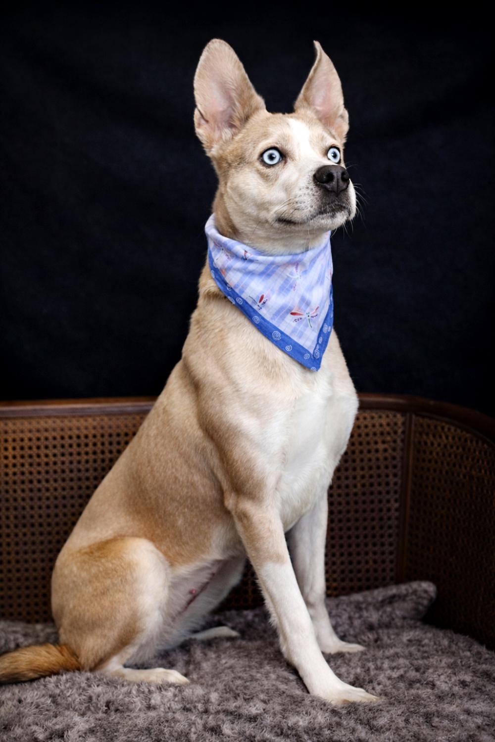 Enlarge Luna, an adopted mixed breed in Cheboygan, MI image 3/6