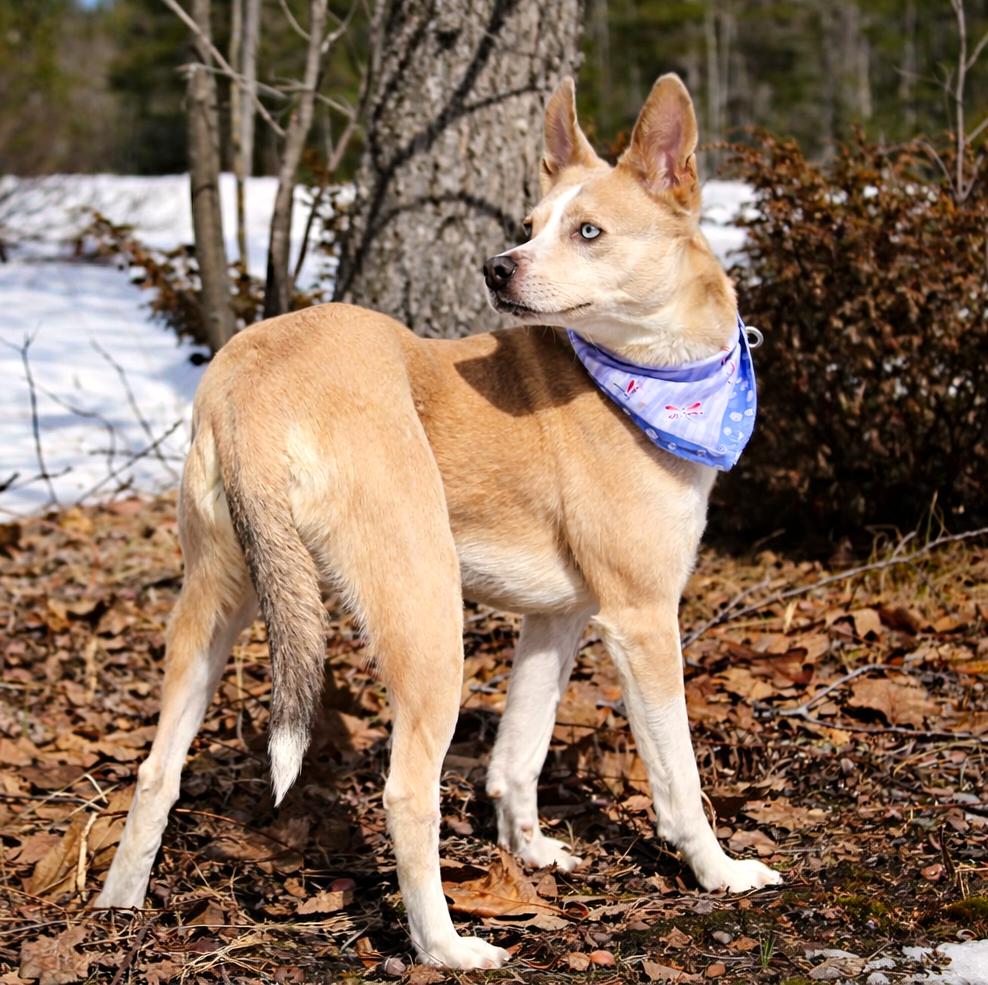 Enlarge Luna, an adopted mixed breed in Cheboygan, MI image 6/6