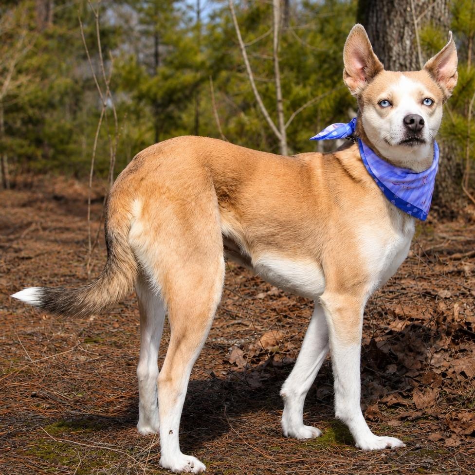 Luna, adoptable, Adult Female Husky.