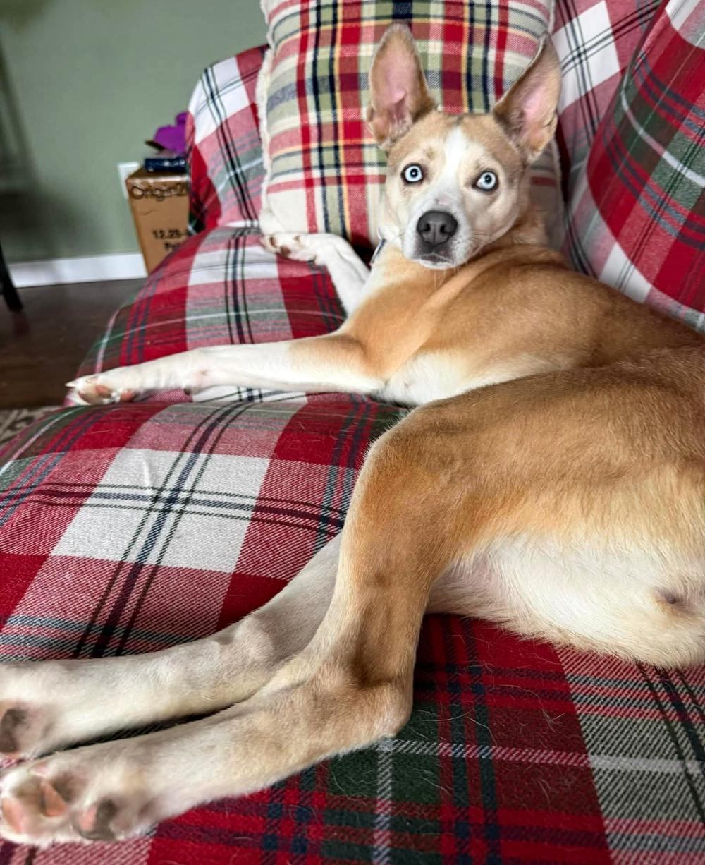 Luna, an adoptable mixed breed in Cheboygan, MI image 5/5
