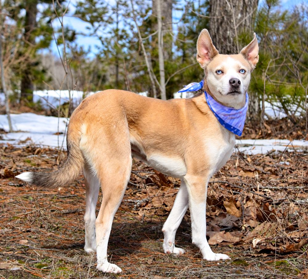 Luna, adopted, Adult Female Husky.