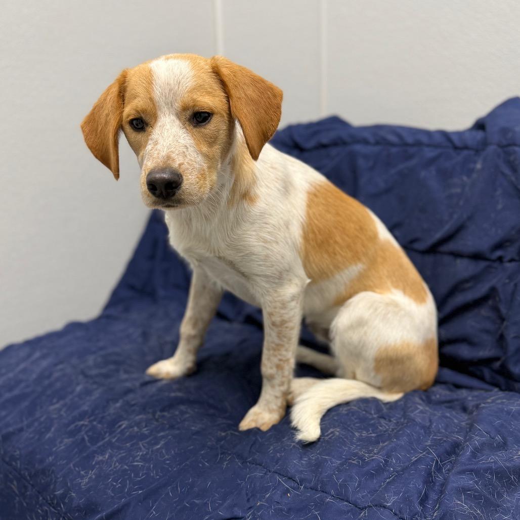 Henry, adopted, Young Male Australian Cattle Dog / Blue Heeler & Mixed Breed.