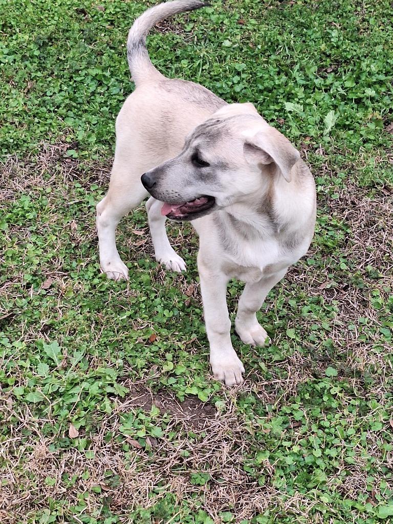 Leah, a Adoptable mixed breed in Spring, TX image 2/6