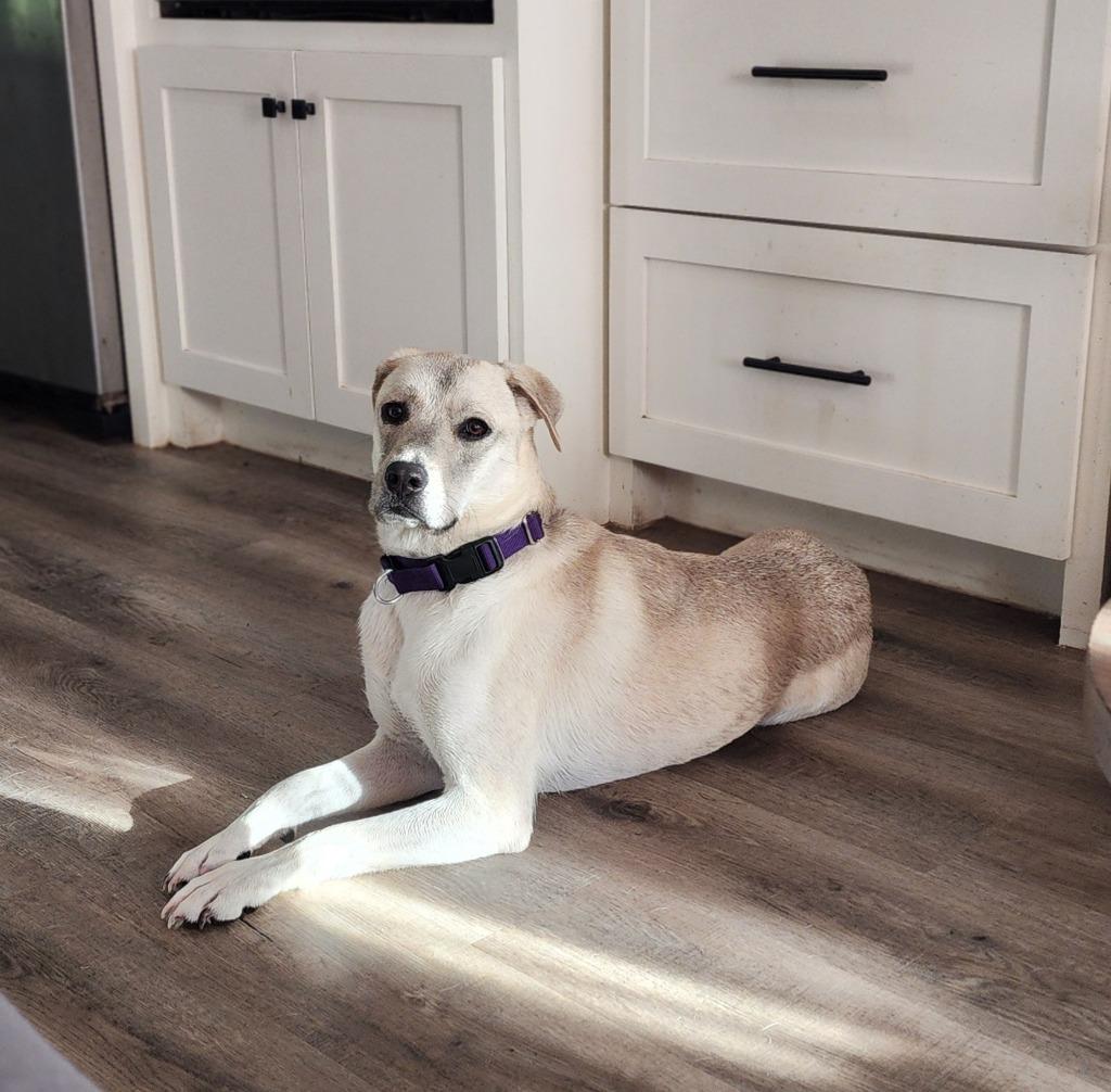 Leah, a Adoptable mixed breed in Spring, TX image 3/6