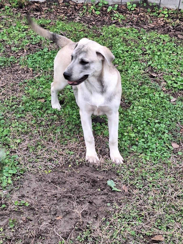 Enlarge Leah, a Adoptable mixed breed in Spring, TX image 3/6