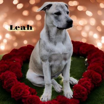 Enlarge Leah, a Adoptable mixed breed in Spring, TX image 4/6