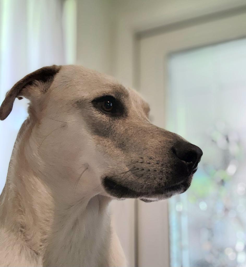 Enlarge Leah, a Adoptable mixed breed in Spring, TX image 5/6