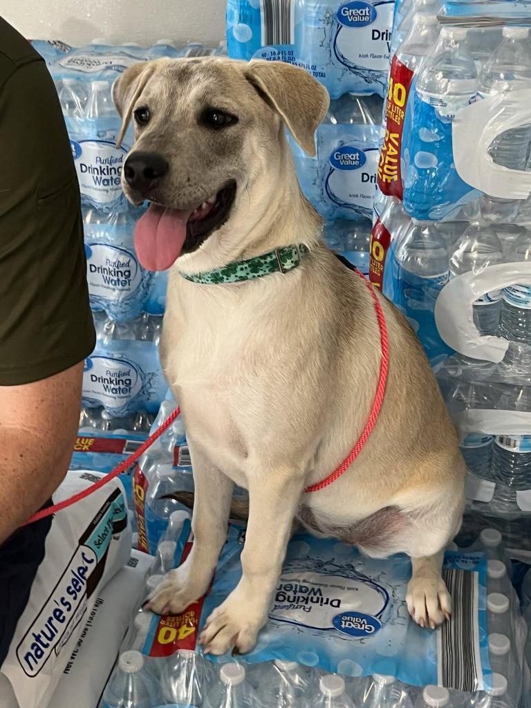 Enlarge Leah, a Adoptable mixed breed in Spring, TX image 6/6
