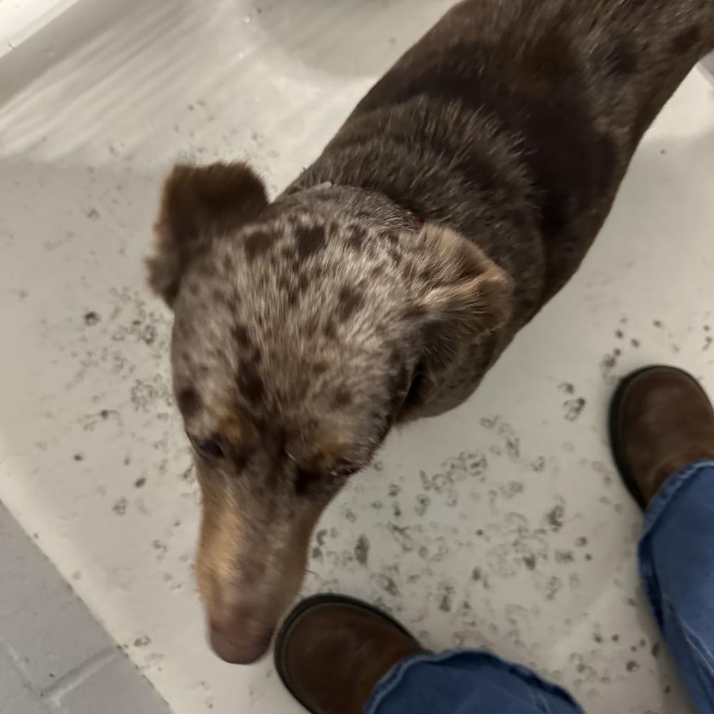 Enlarge Meyer, a Adoptable mixed breed in Delaware, OH image 1/6