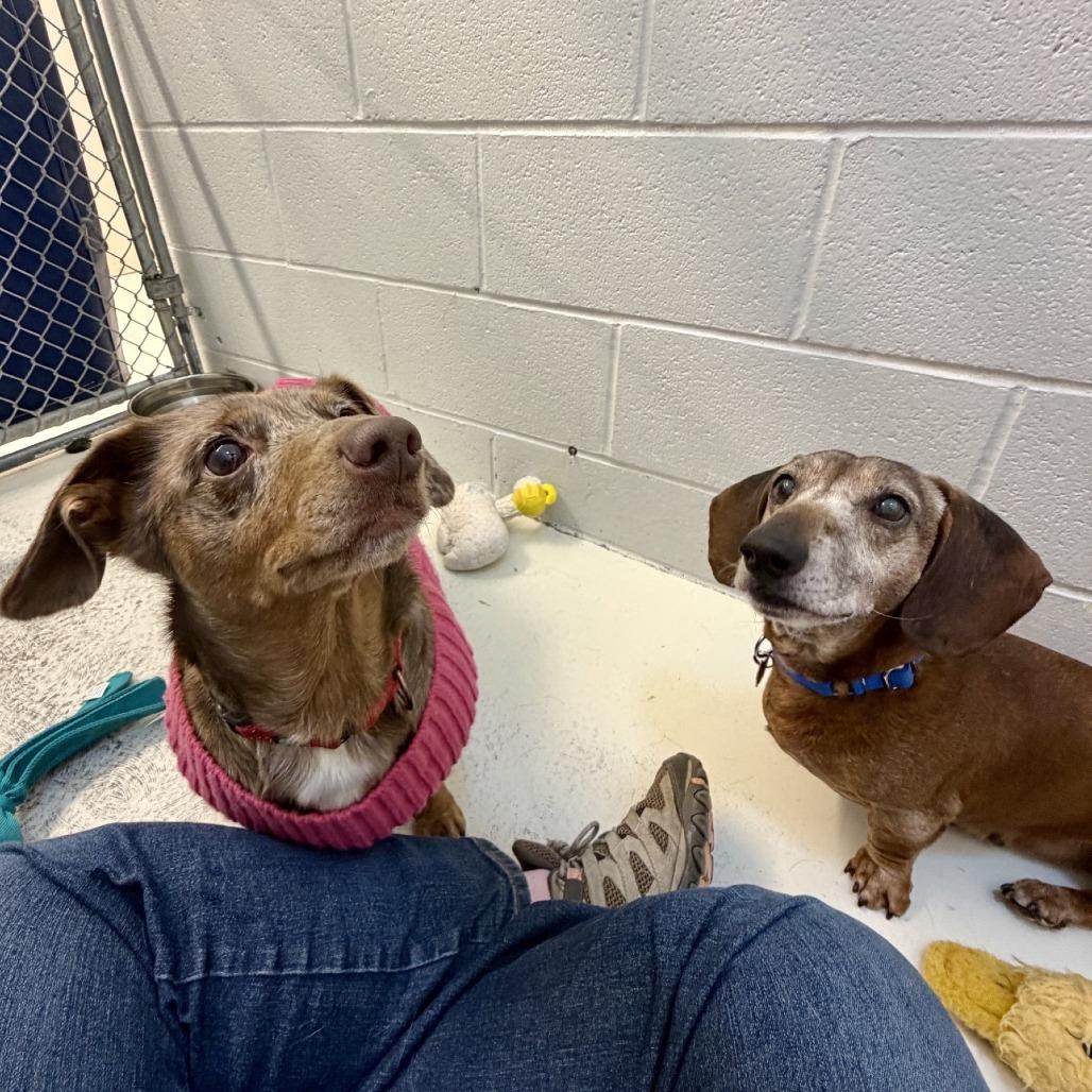 Enlarge Meyer, a Adoptable mixed breed in Delaware, OH image 2/6