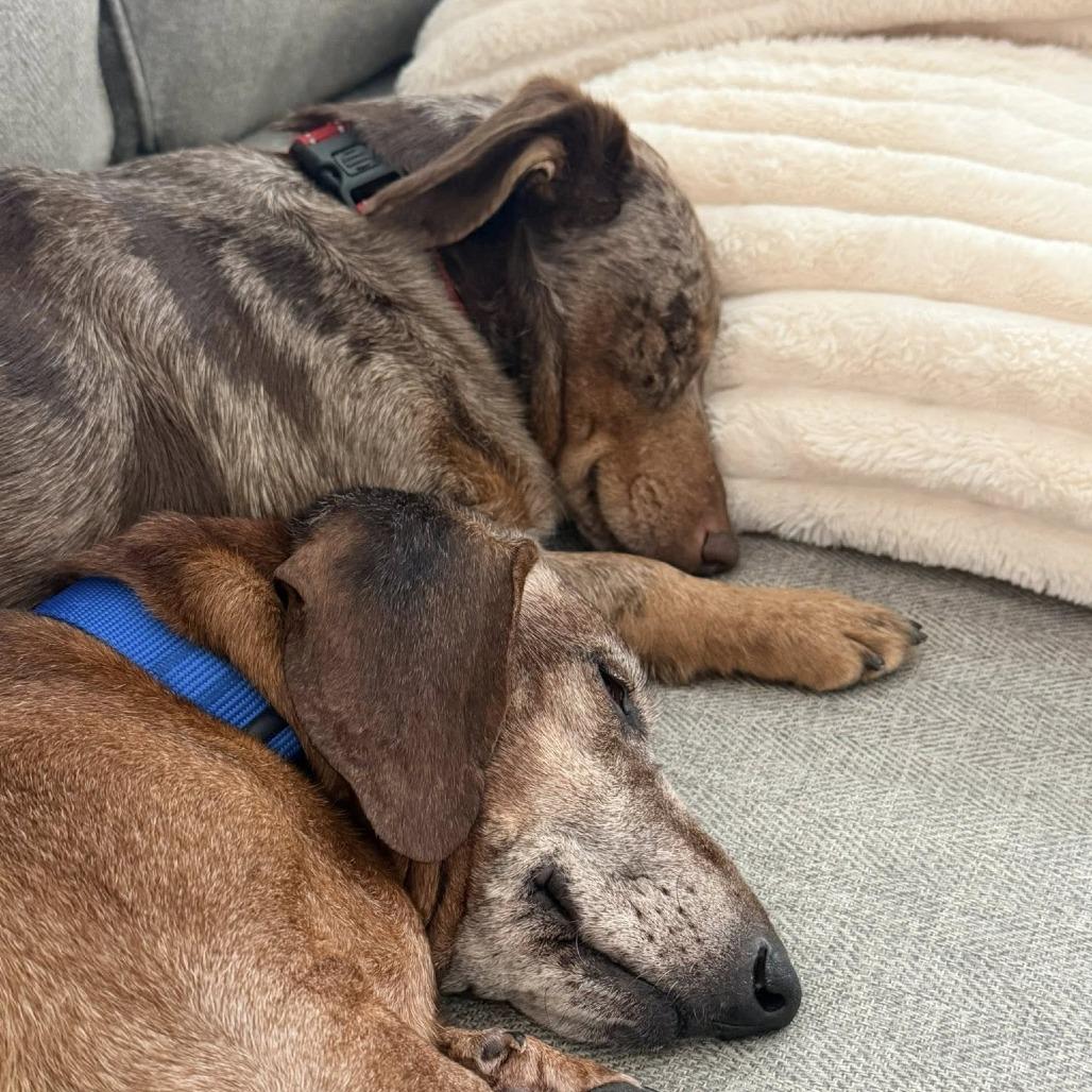 Enlarge Meyer, a Adoptable mixed breed in Delaware, OH image 3/6