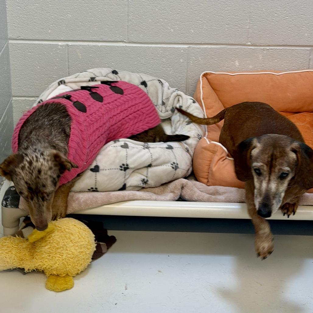 Enlarge Meyer, a Adoptable mixed breed in Delaware, OH image 4/6