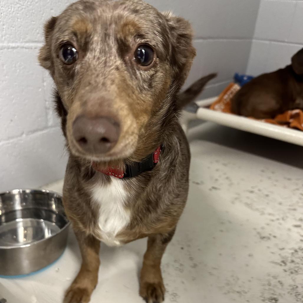 Enlarge Meyer, a Adoptable mixed breed in Delaware, OH image 5/6