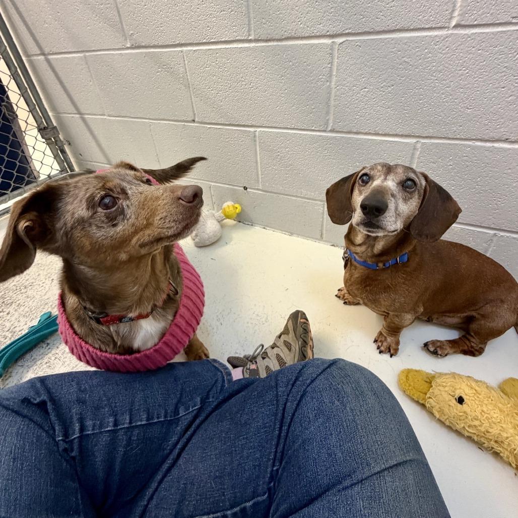 Enlarge Meyer, a Adoptable mixed breed in Delaware, OH image 6/6