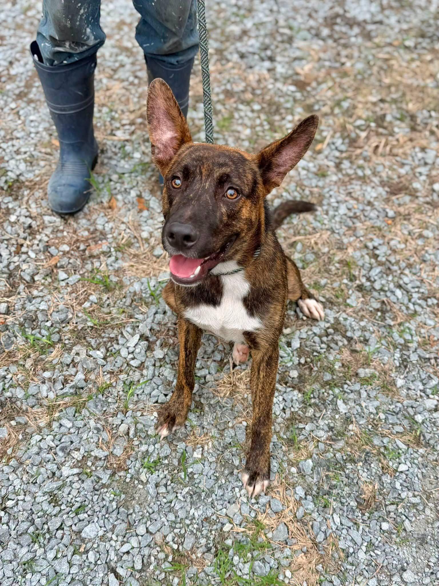 Enlarge Skid, a ADOPTABLE mixed breed in Elizabethtown, NC image 2/2