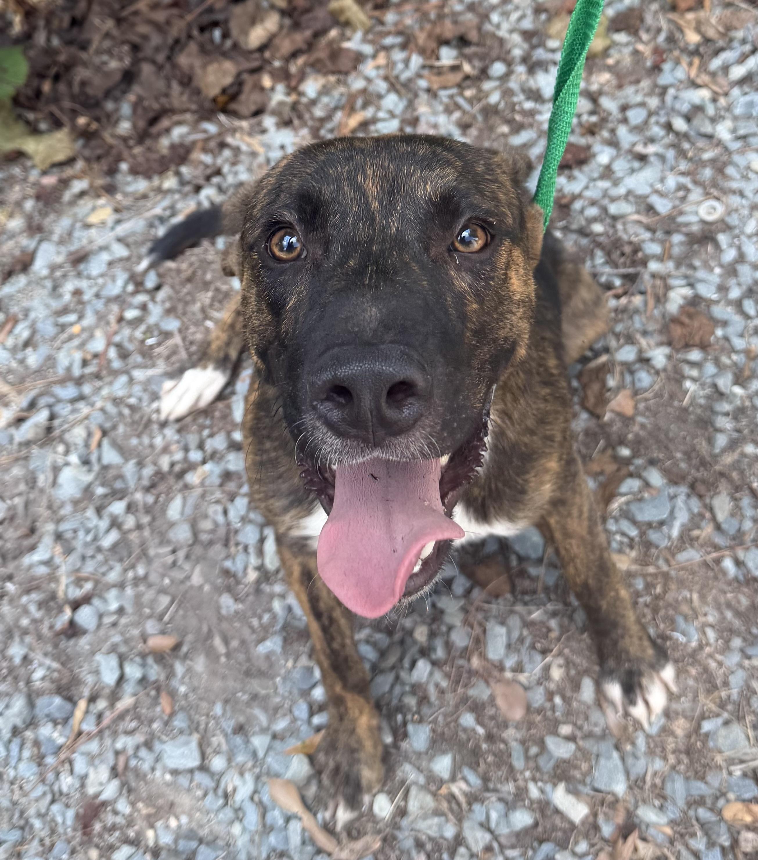Skid, ADOPTABLE, Adult Male Mixed Breed.