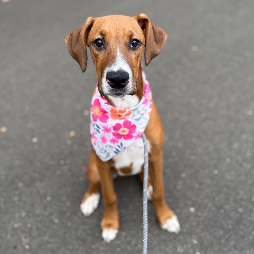 Pebbles, Adoptable, Puppy Female Boxer & Mixed Breed.