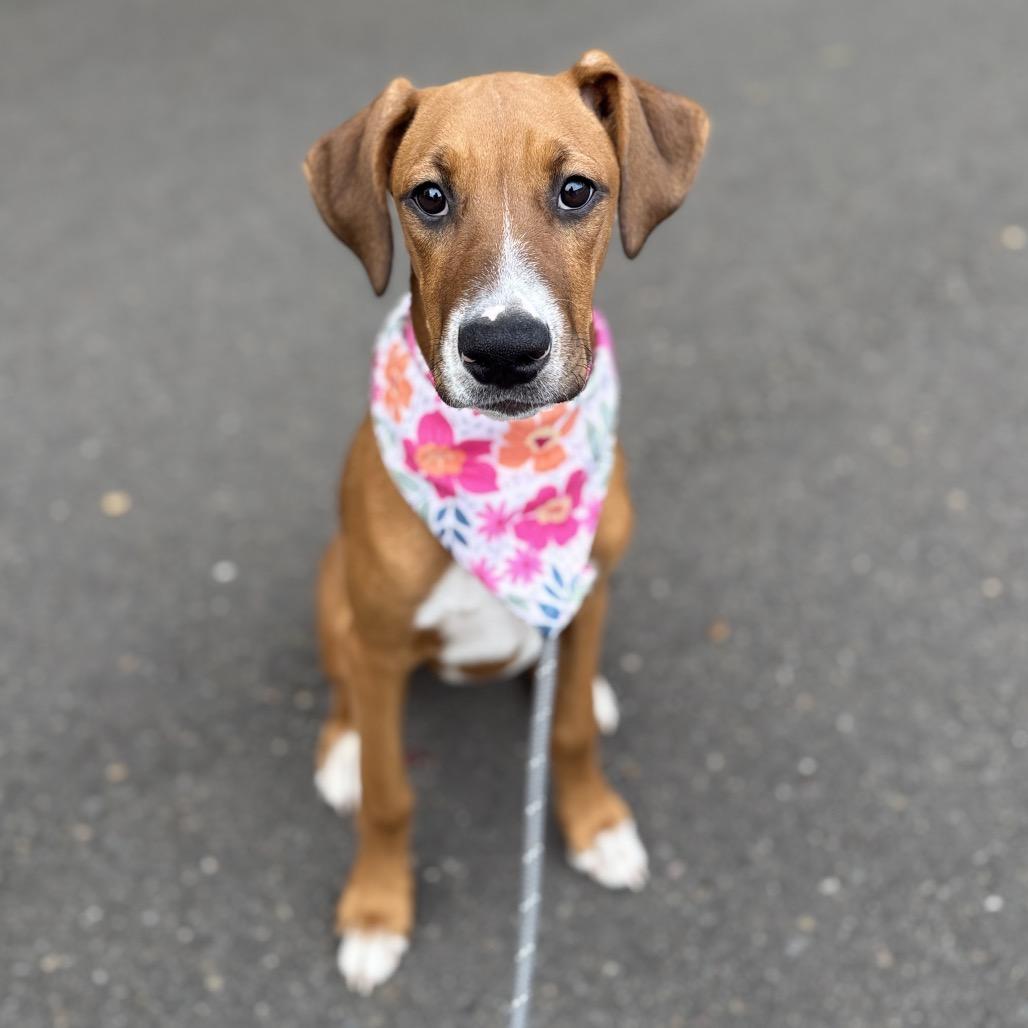 Enlarge Pebbles, a Adoptable mixed breed in Newberg, OR image 2/6