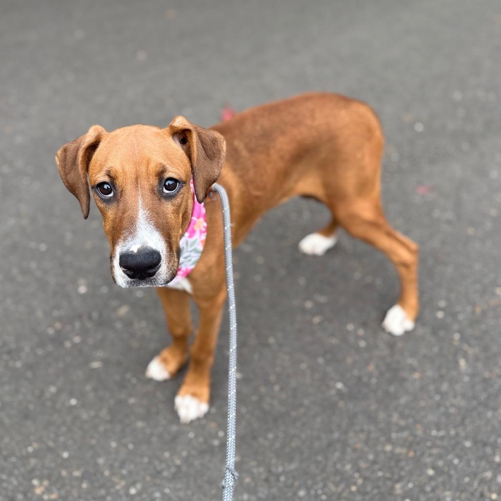 Enlarge Pebbles, a Adoptable mixed breed in Newberg, OR image 3/6