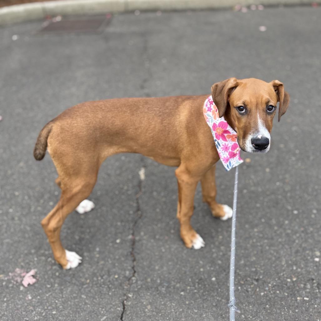 Enlarge Pebbles, a Adoptable mixed breed in Newberg, OR image 4/6
