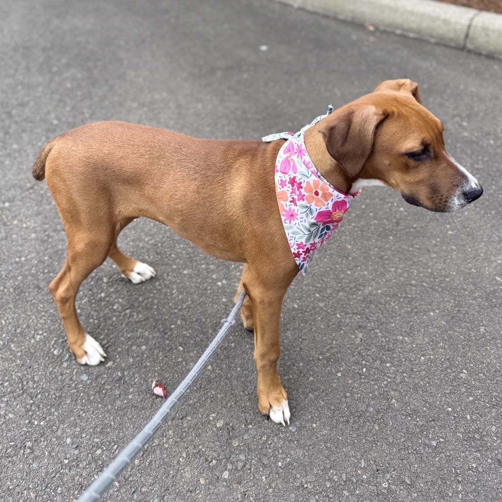 Enlarge Pebbles, a Adoptable mixed breed in Newberg, OR image 5/6