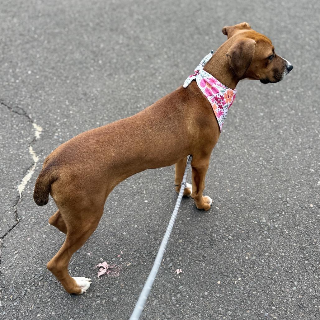 Enlarge Pebbles, a Adoptable mixed breed in Newberg, OR image 6/6