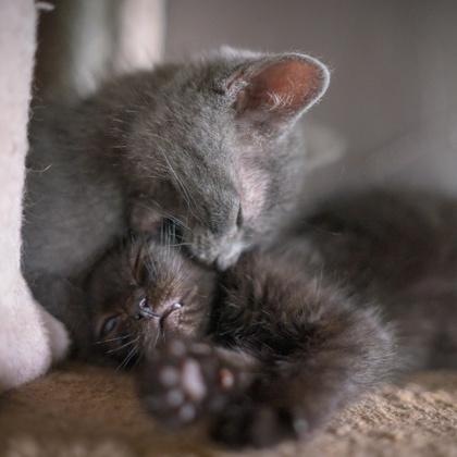 Meatball, Adoptable, Kitten Male Domestic Short Hair & Domestic Short Hair.