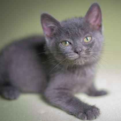 Meatball, a Adoptable mixed breed in Wheaton, IL image 2/3