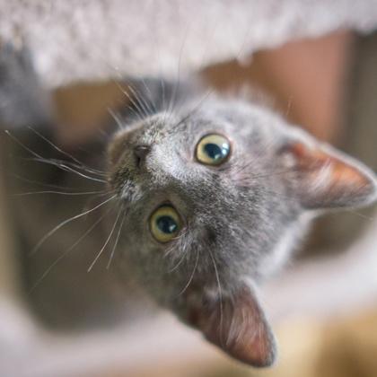 Enlarge Meatball, a Adoptable mixed breed in Wheaton, IL image 1/3