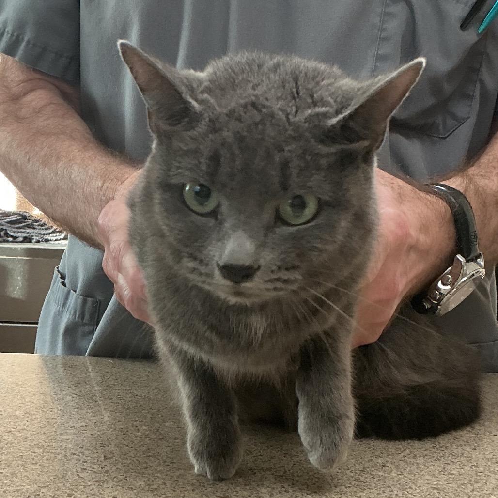 Enlarge Shadow, an adopted Domestic Short Hair in Beulaville, NC image 1/1