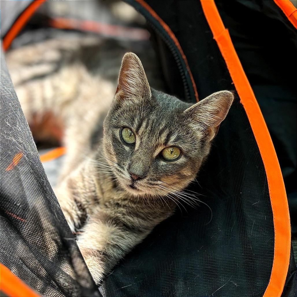 Piggy, Adoptable, Adult Female Domestic Short Hair.