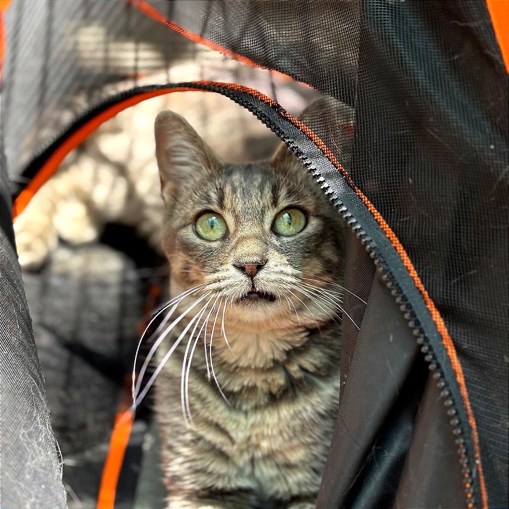 Enlarge Piggy, a Adoptable Domestic Short Hair in Fresno, CA image 2/4