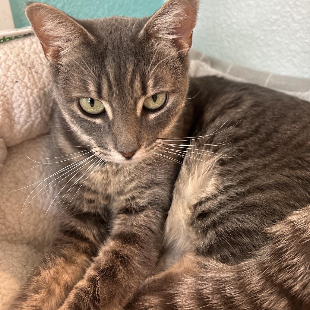 Enlarge Piggy, a Adoptable Domestic Short Hair in Fresno, CA image 3/4