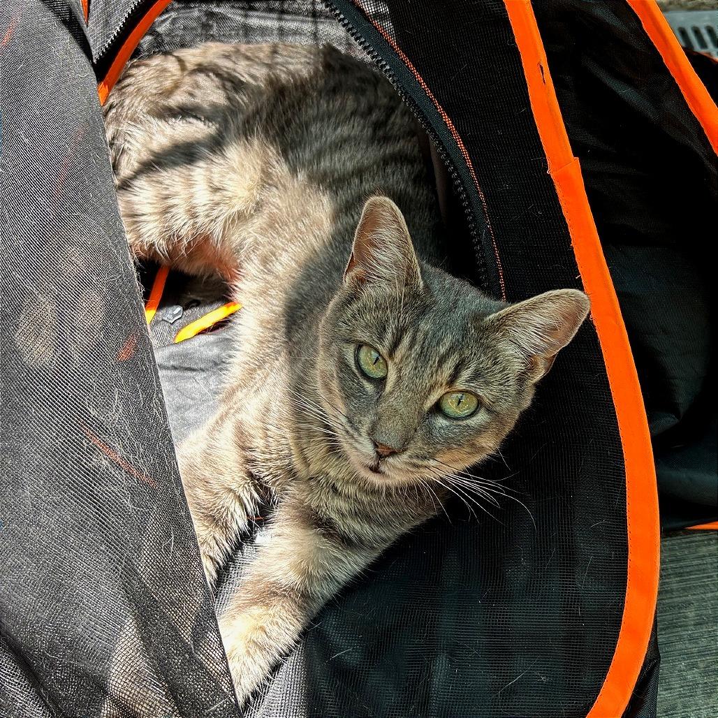 Enlarge Piggy, a Adoptable Domestic Short Hair in Fresno, CA image 4/4