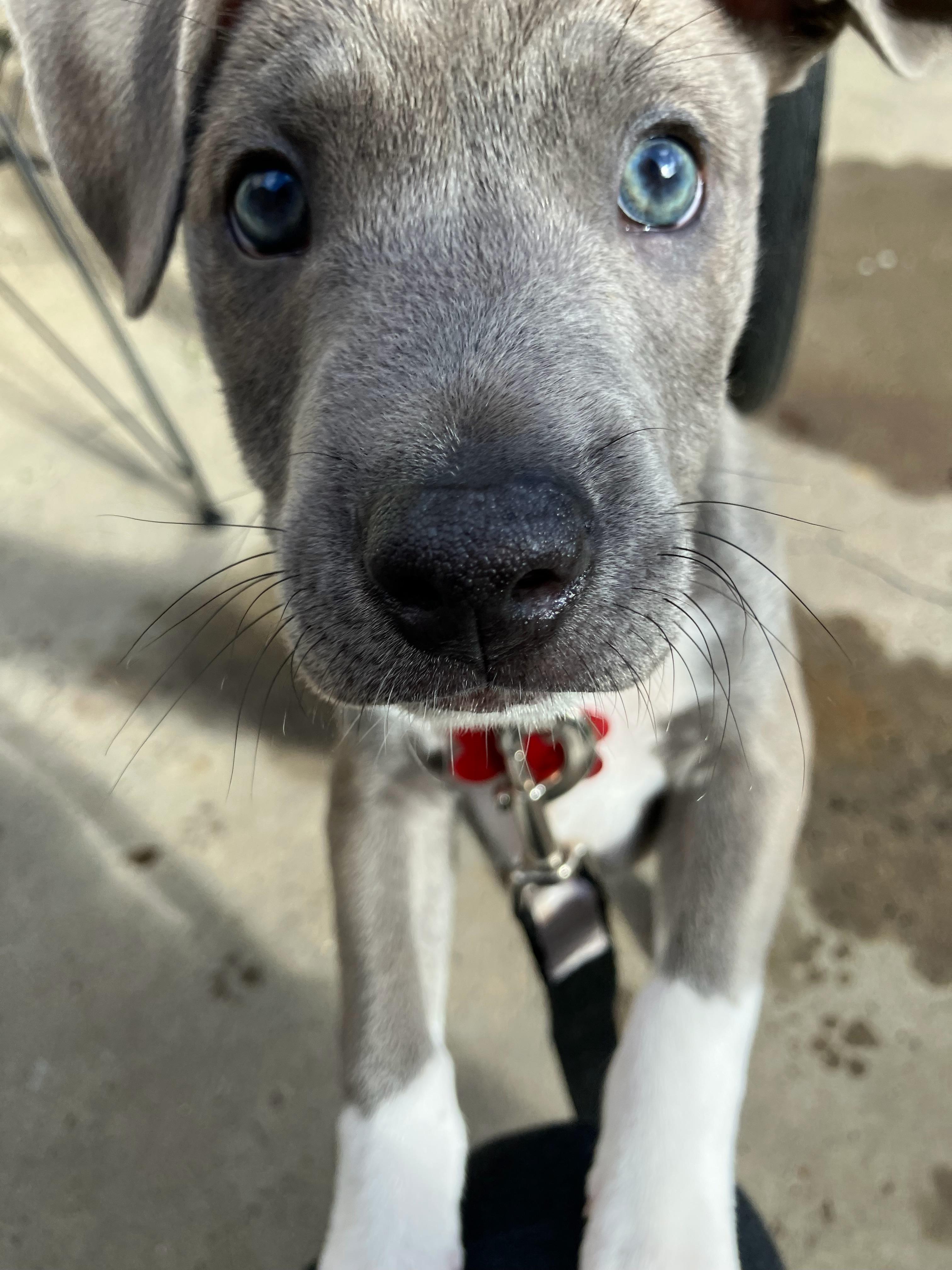 Enlarge Bleu , a ADOPTABLE mixed breed in Rancho Santa Fe, CA image 2/5
