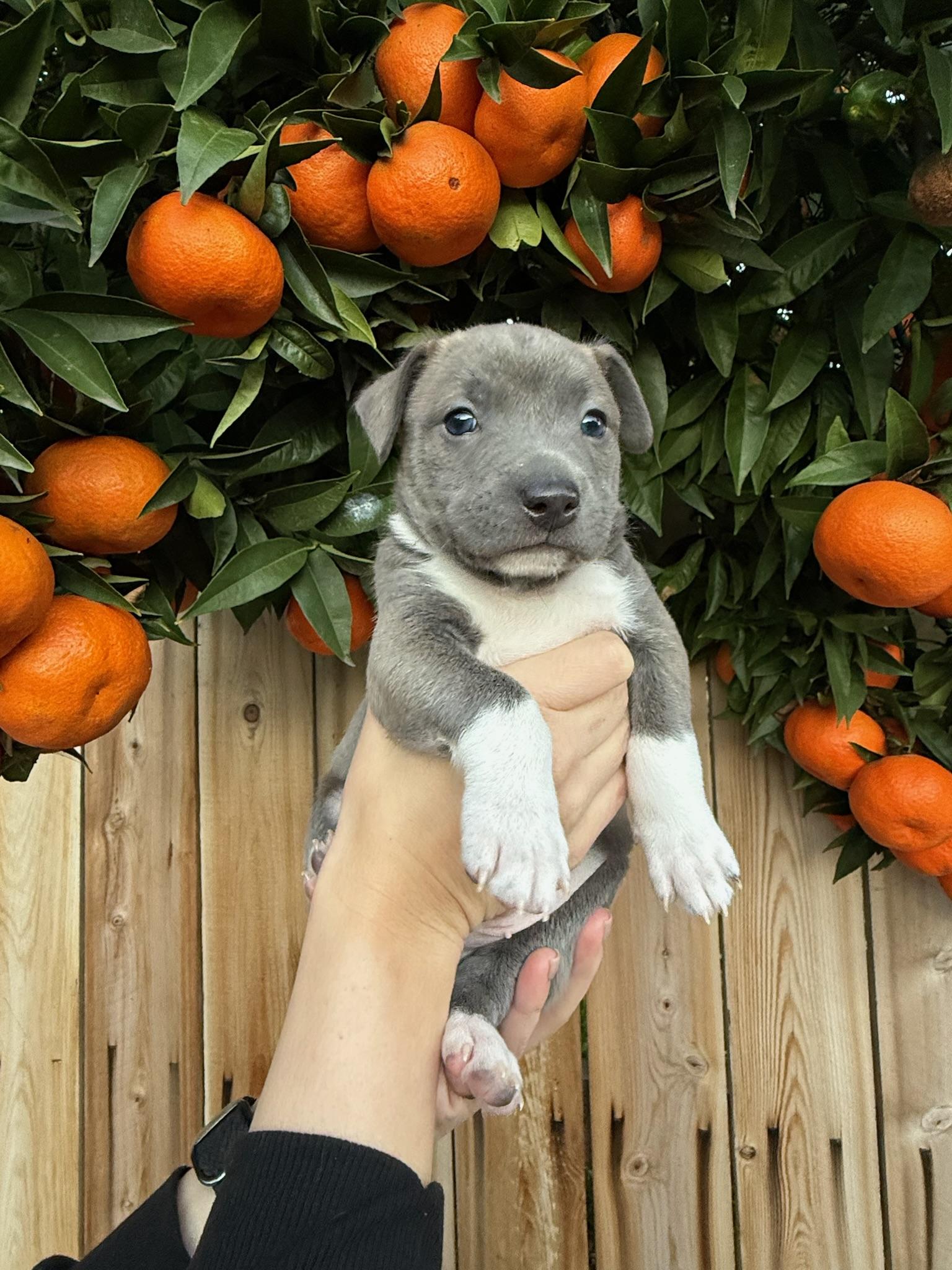 Enlarge Bleu , a ADOPTABLE mixed breed in Rancho Santa Fe, CA image 4/5
