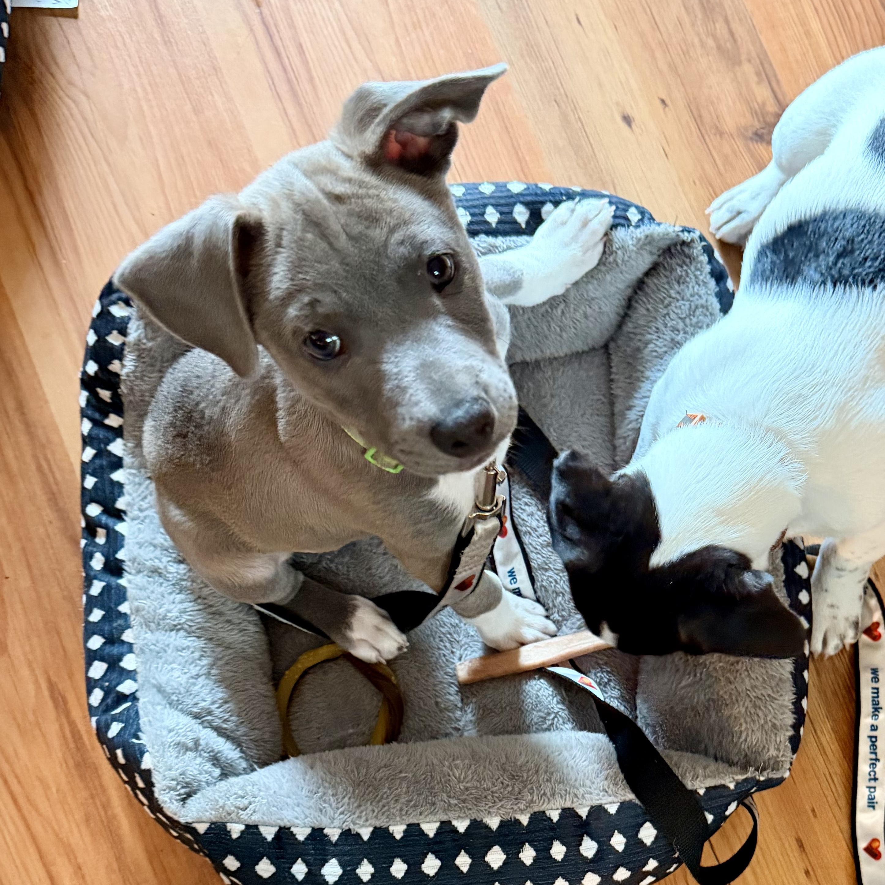 Bleu , ADOPTABLE, Puppy Male Mixed Breed.