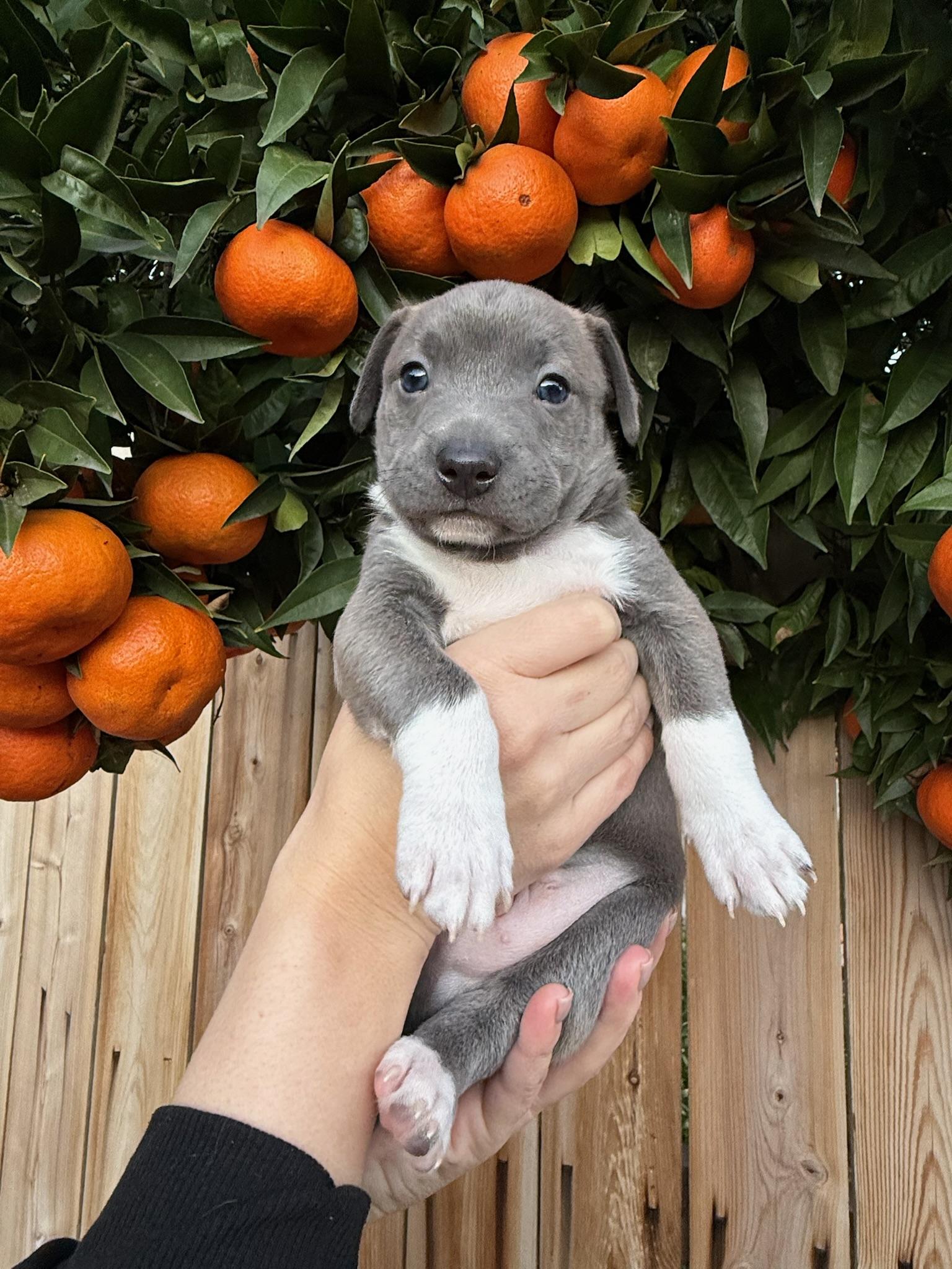 Bleu , ADOPTABLE, Puppy Male Mixed Breed.