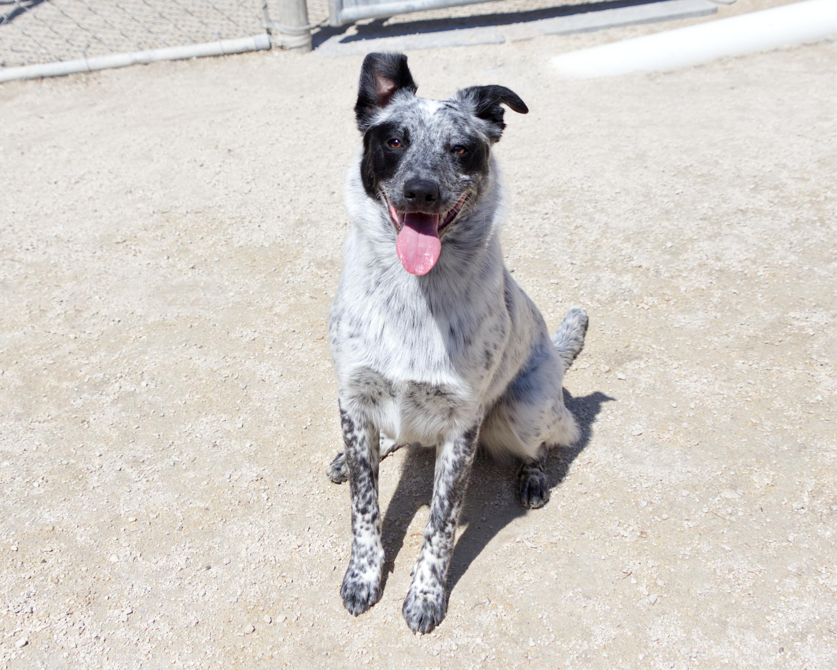 Enlarge Bruce, an adoptable mixed breed in Winnipeg, MB image 3/3