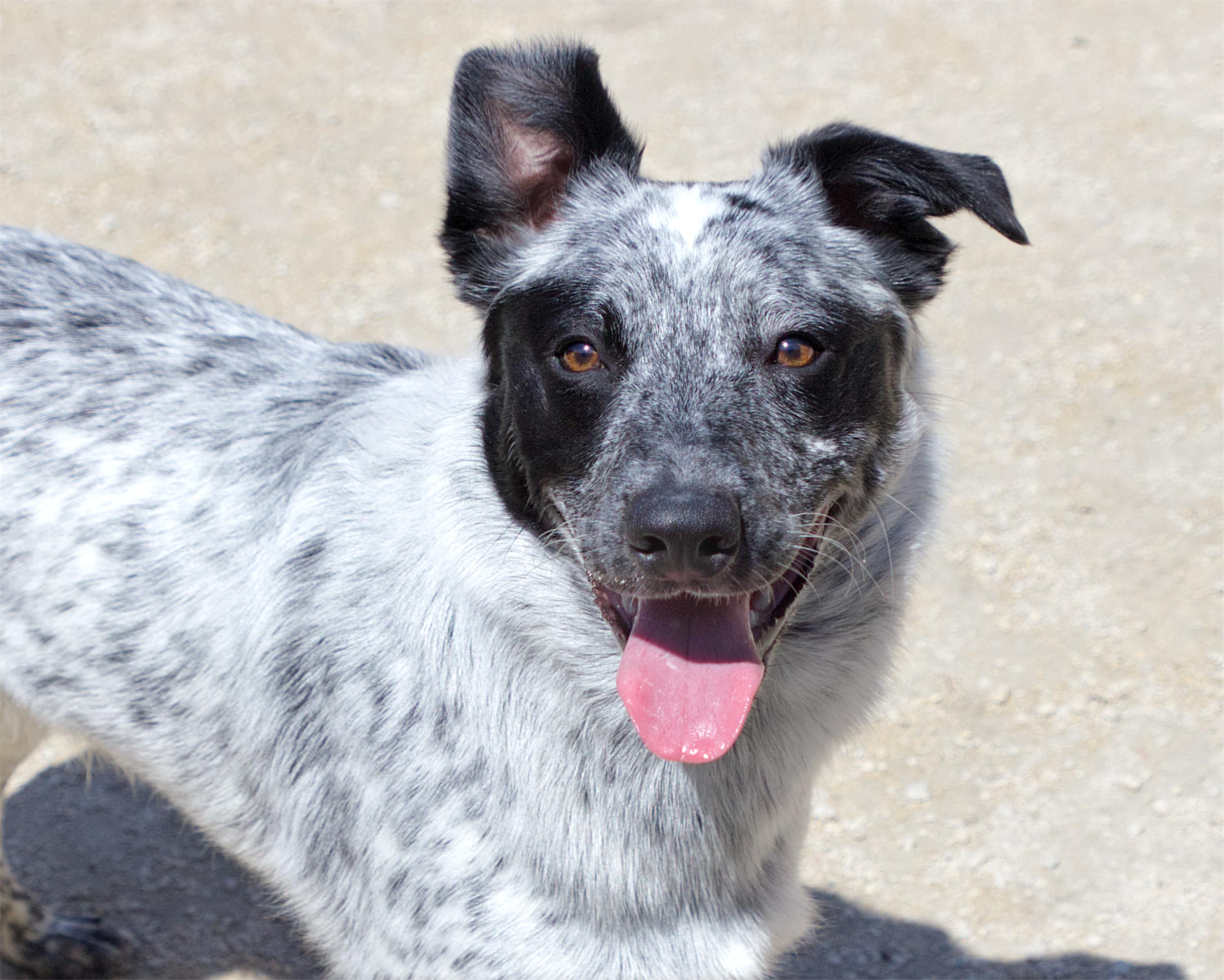 Enlarge Bruce, an adoptable mixed breed in Winnipeg, MB image 1/3