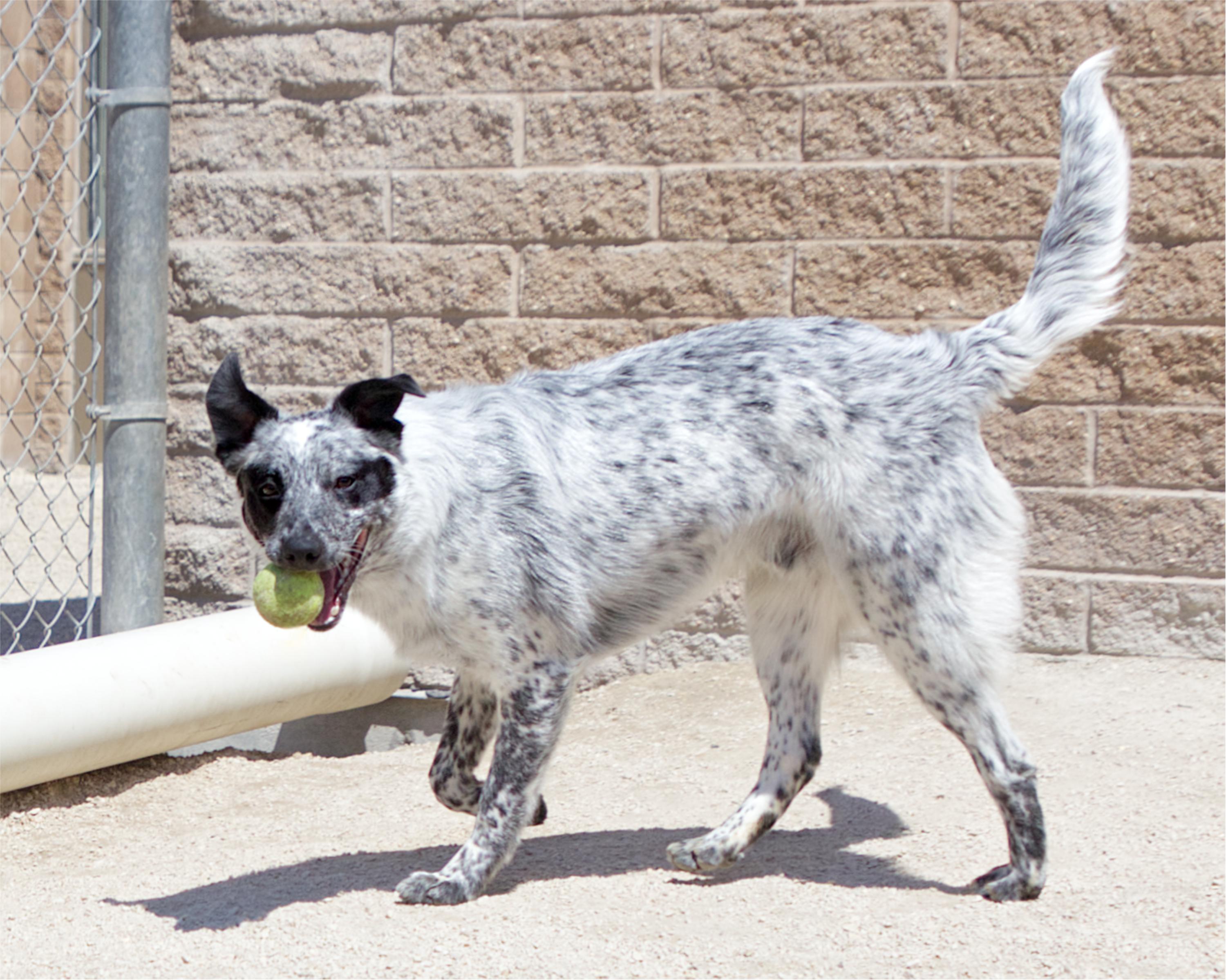 Enlarge Bruce, an adoptable mixed breed in Winnipeg, MB image 2/3