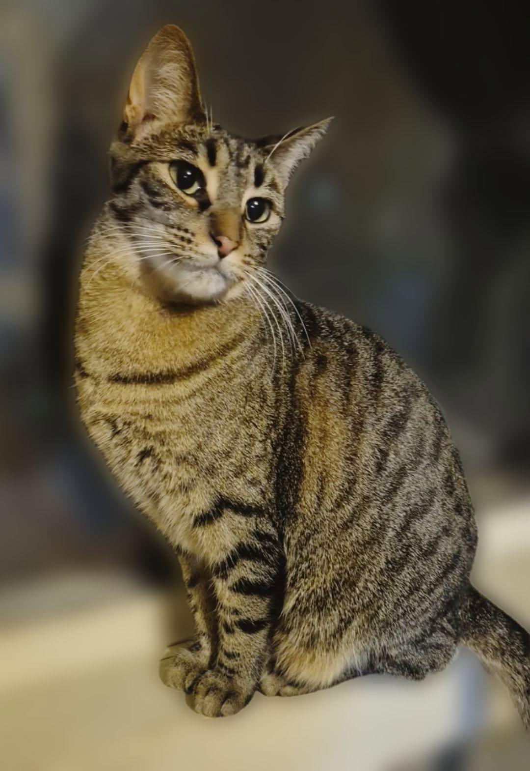 Enlarge Jill, a ADOPTABLE Domestic Short Hair in Hamilton, MI image 1/1
