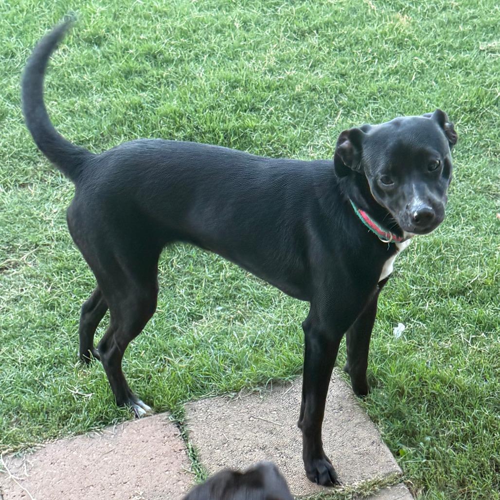 Enlarge Sharon, a Adoptable Mixed Breed in Huntsville, AL image 1/1