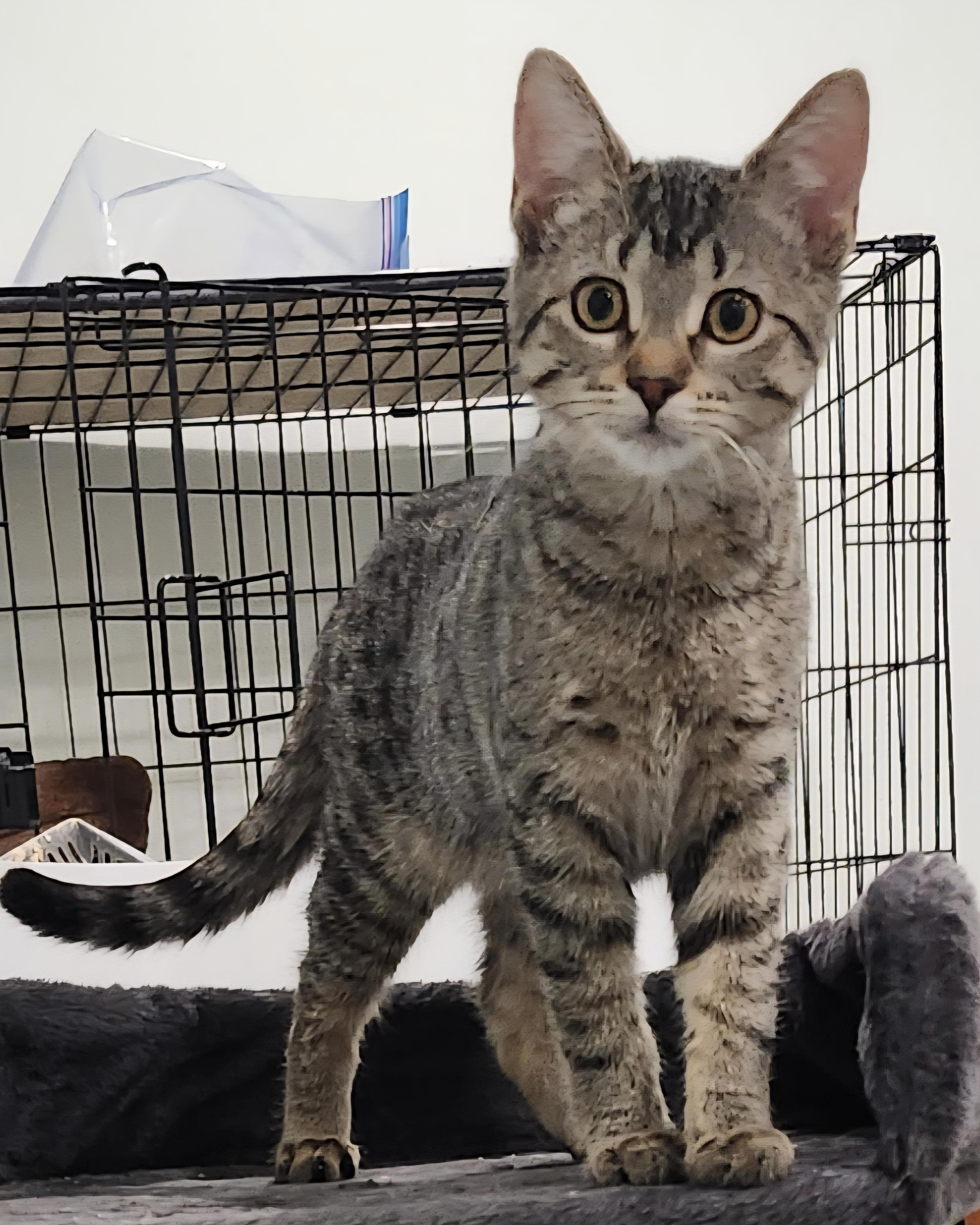 Enlarge Cleo , a ADOPTABLE Domestic Short Hair in Stoney Creek, ON image 1/1