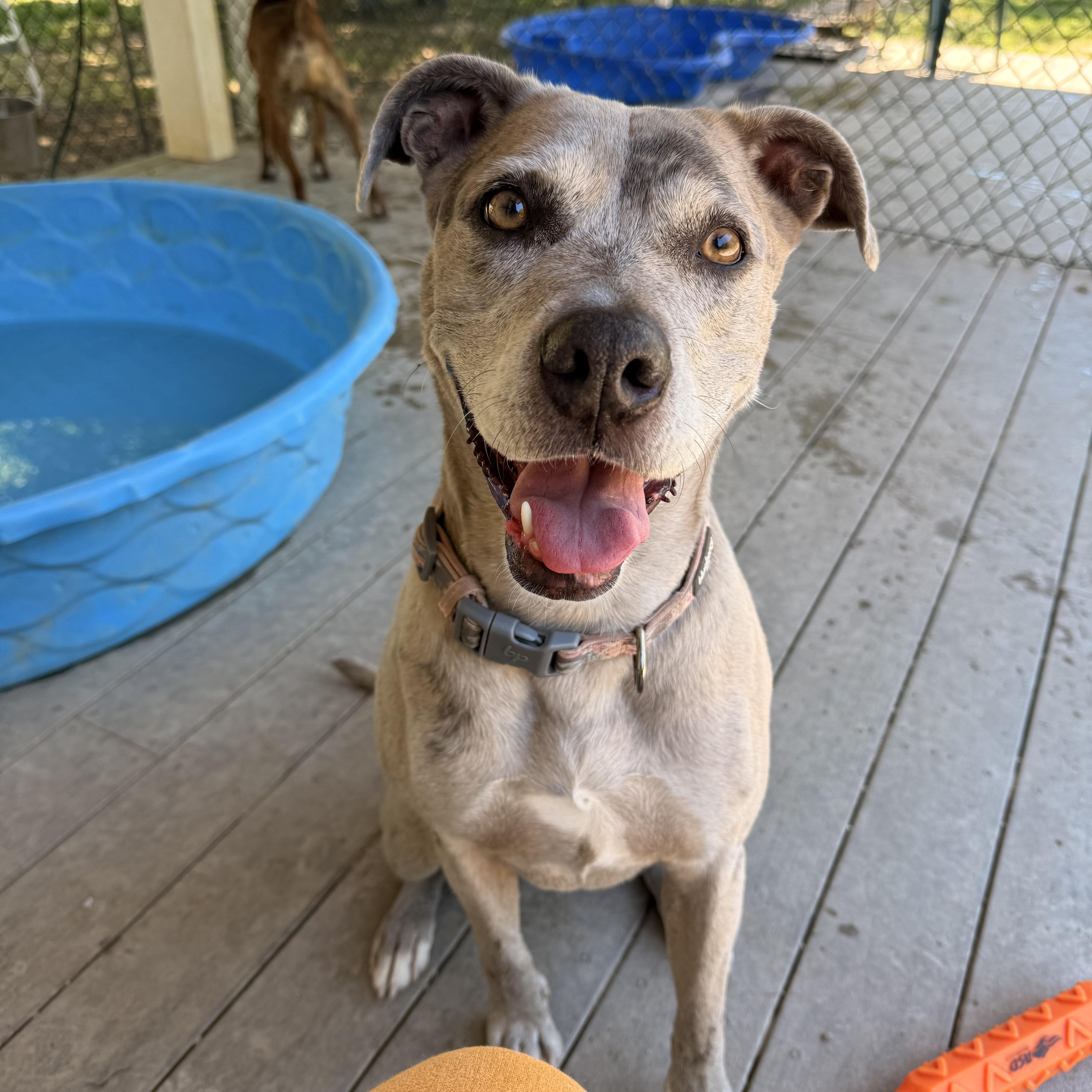 Enlarge Scarlett, a Adoptable mixed breed in Saluda, VA image 5/6